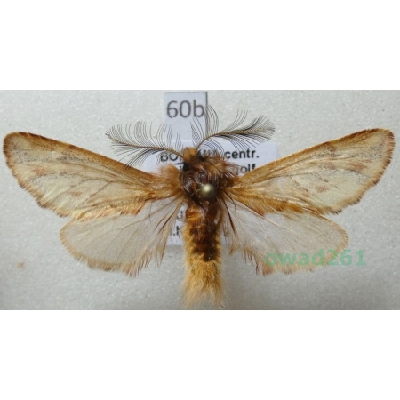 Ptilophora plumigera (Denis & Schiffermüller, 1775) Czech60b